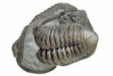 Ball Of Three Flexicalymene Trilobite Fossils - Mt Orab, Ohio #224977-3